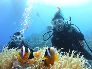 サンゴと熱帯魚に会える体験ダイビング2